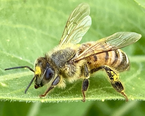 iNaturalist observation photo of Western Honey Bee