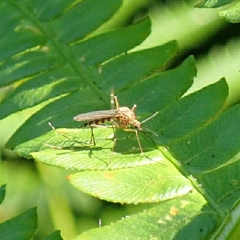 Aedes canadensis