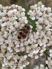 Trichodes leucopsideus