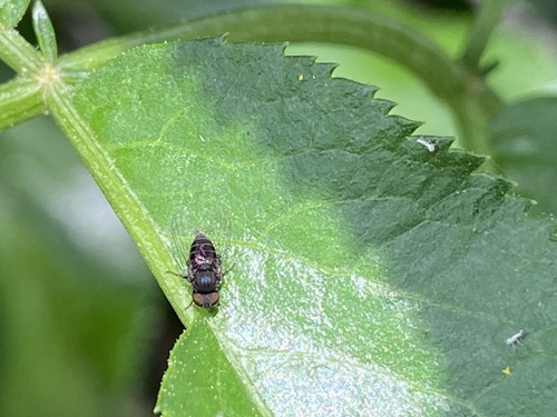iNaturalist observation photo of Brachyceran Flies