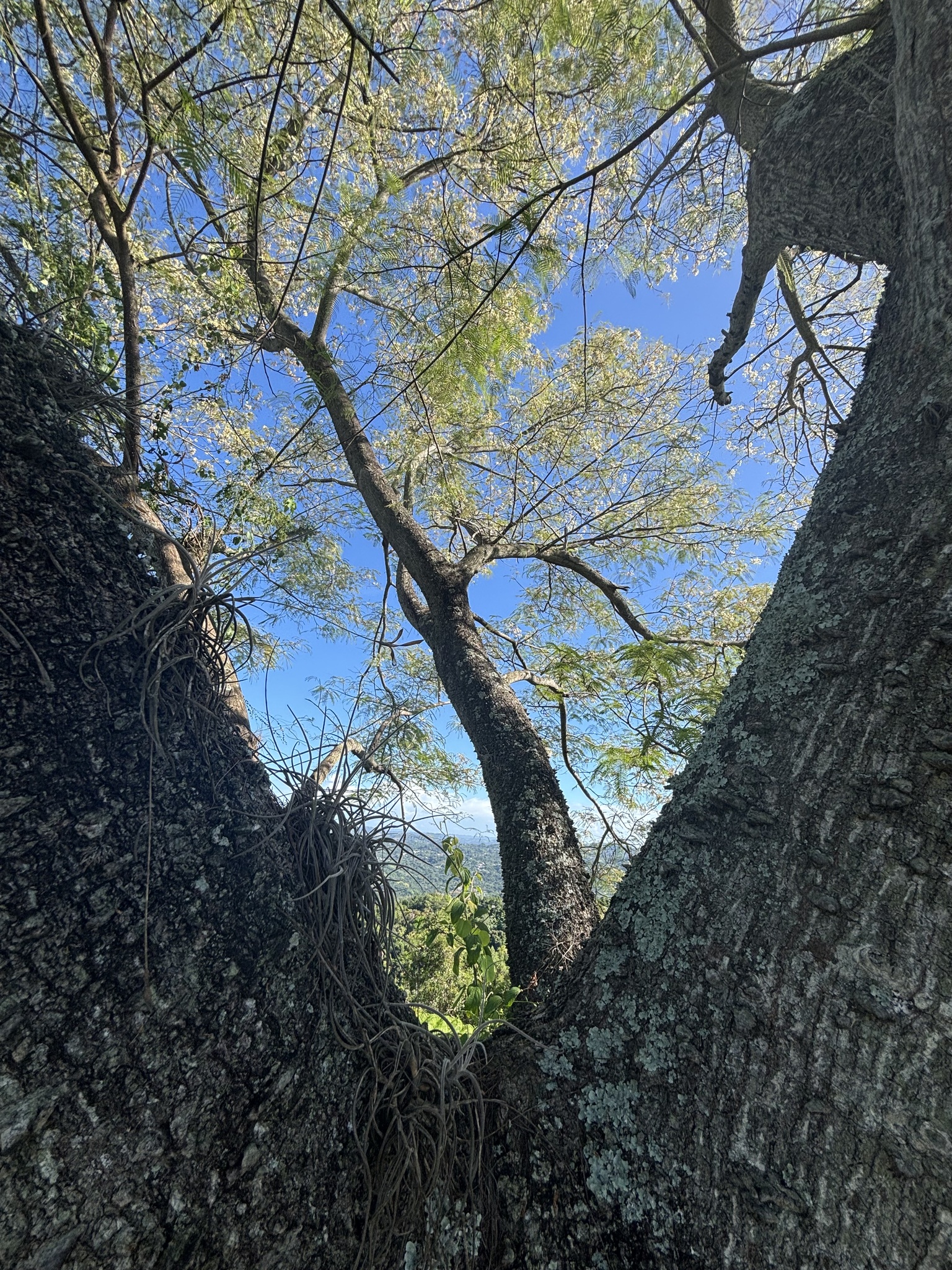 Imagem de Angico-preto