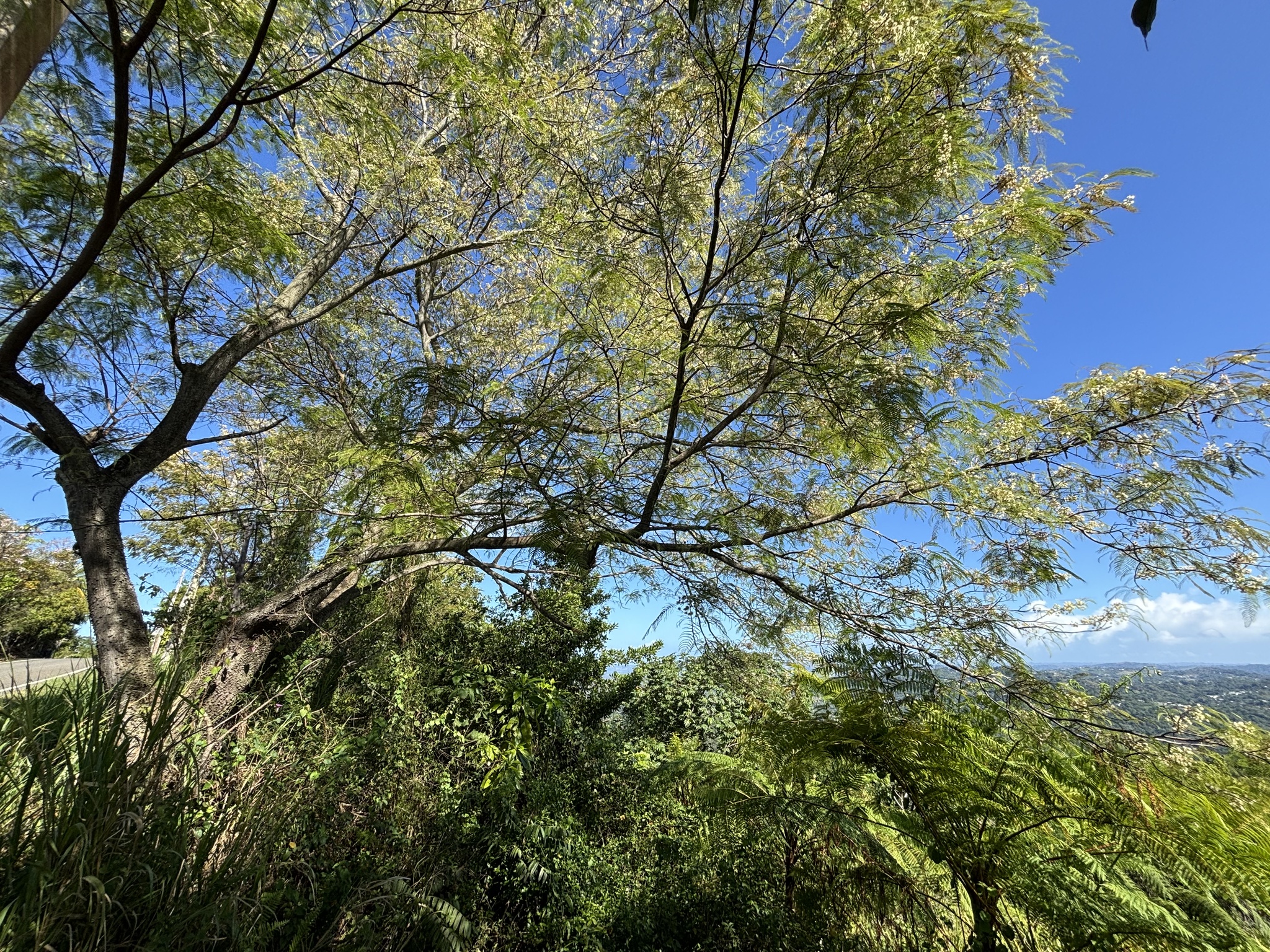 Imagem de Angico-preto