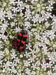 Trichodes leucopsideus