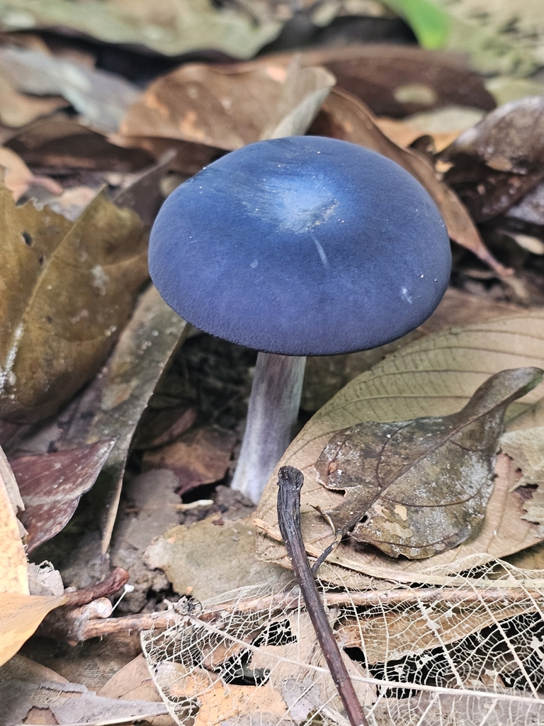 Entoloma burkilliae