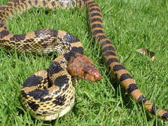 Pituophis deppei deppei