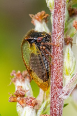 Stictocephala basalis