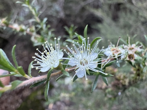 Kunzea, photographed by an iNaturalist contributor
