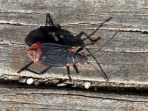 iNaturalist observation photo of Red-shouldered Bug