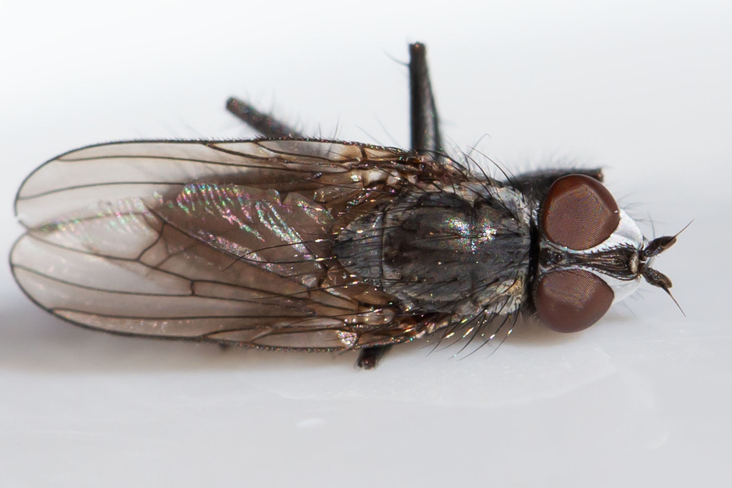 Leucophora unilineata