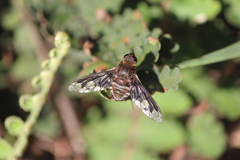 Exoprosopa pueblensis