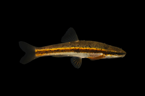 Blacknose dace (Rhinichthys atratulus) — Cyprinidae — 4