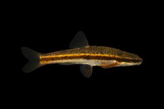 Eastern Blacknose Dace photo 5