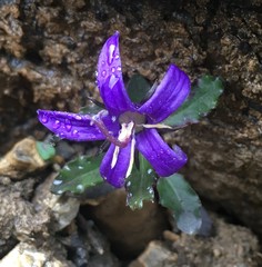 Campanula aurita