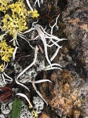 Thamnolia vermicularis vermicularis