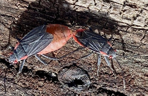 iNaturalist observation photo of Red-shouldered Bug