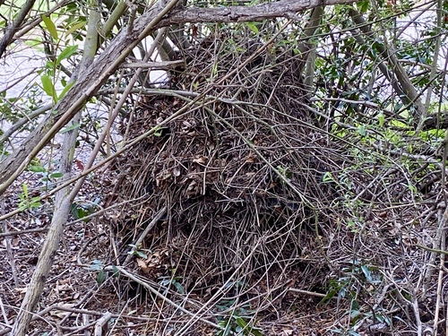 iNaturalist observation photo of Woodrats