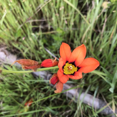 Sparaxis tricolor