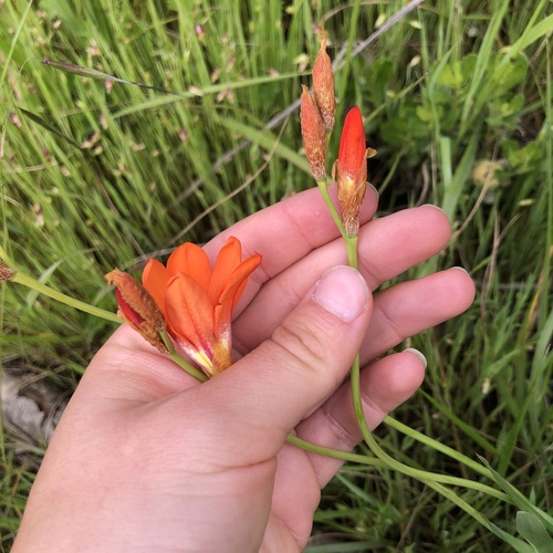 Sparaxis tricolor