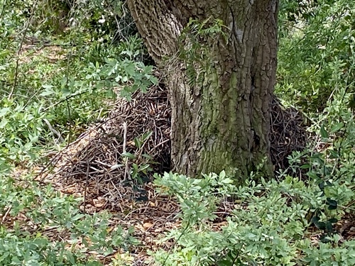 iNaturalist observation photo of Woodrats