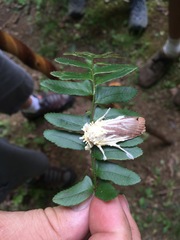 Akanthomyces tuberculatus