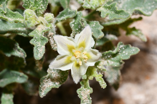 Chamaesaracha crenata
