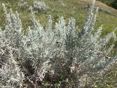 Artemisia cana