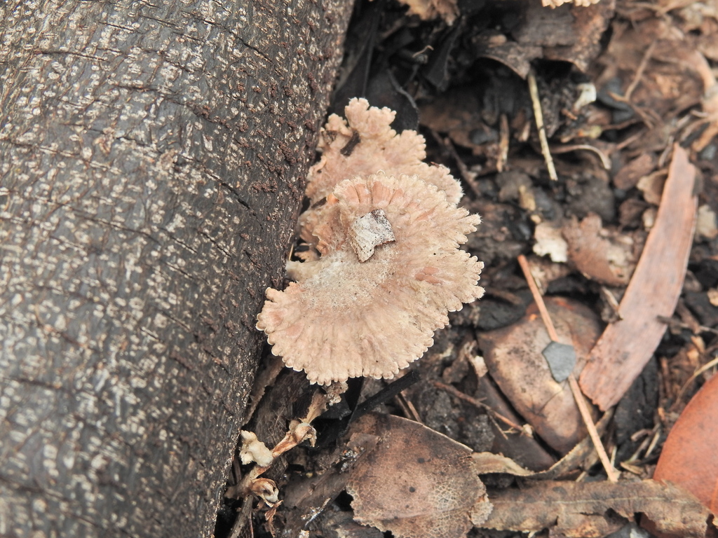 Schizophyllum commune · April 2025 · photo: © scottwgavins (iNaturalist, cc-by)