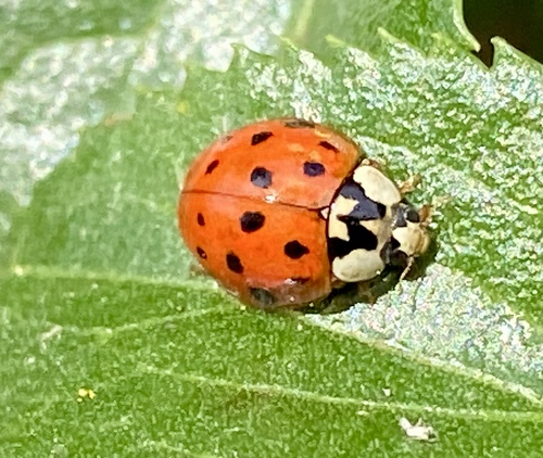 iNaturalist observation photo of Asian Lady Beetle