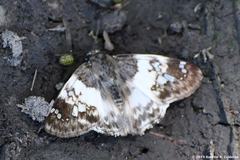 Polyctor cleta