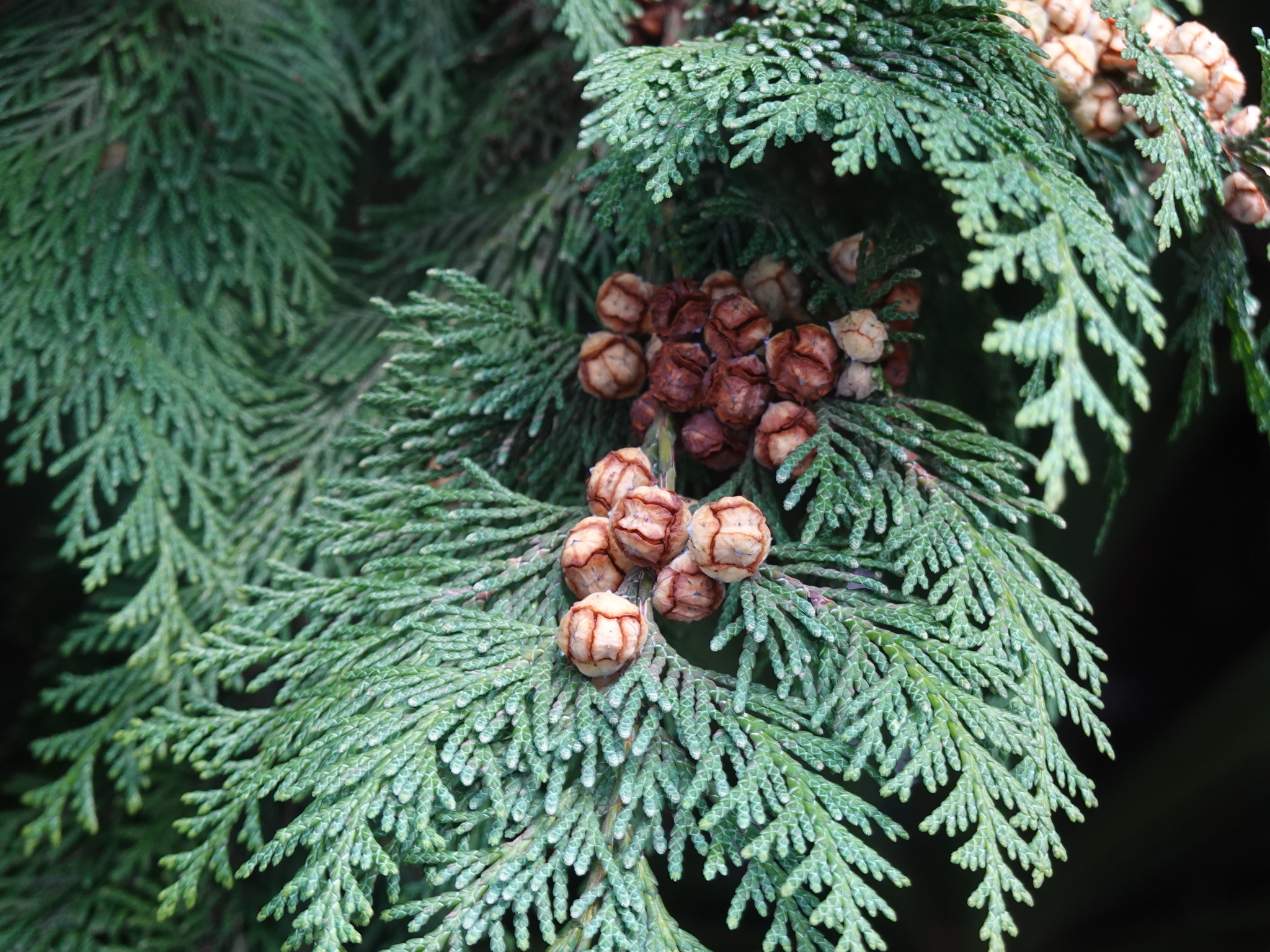 Imagem de Hinoki