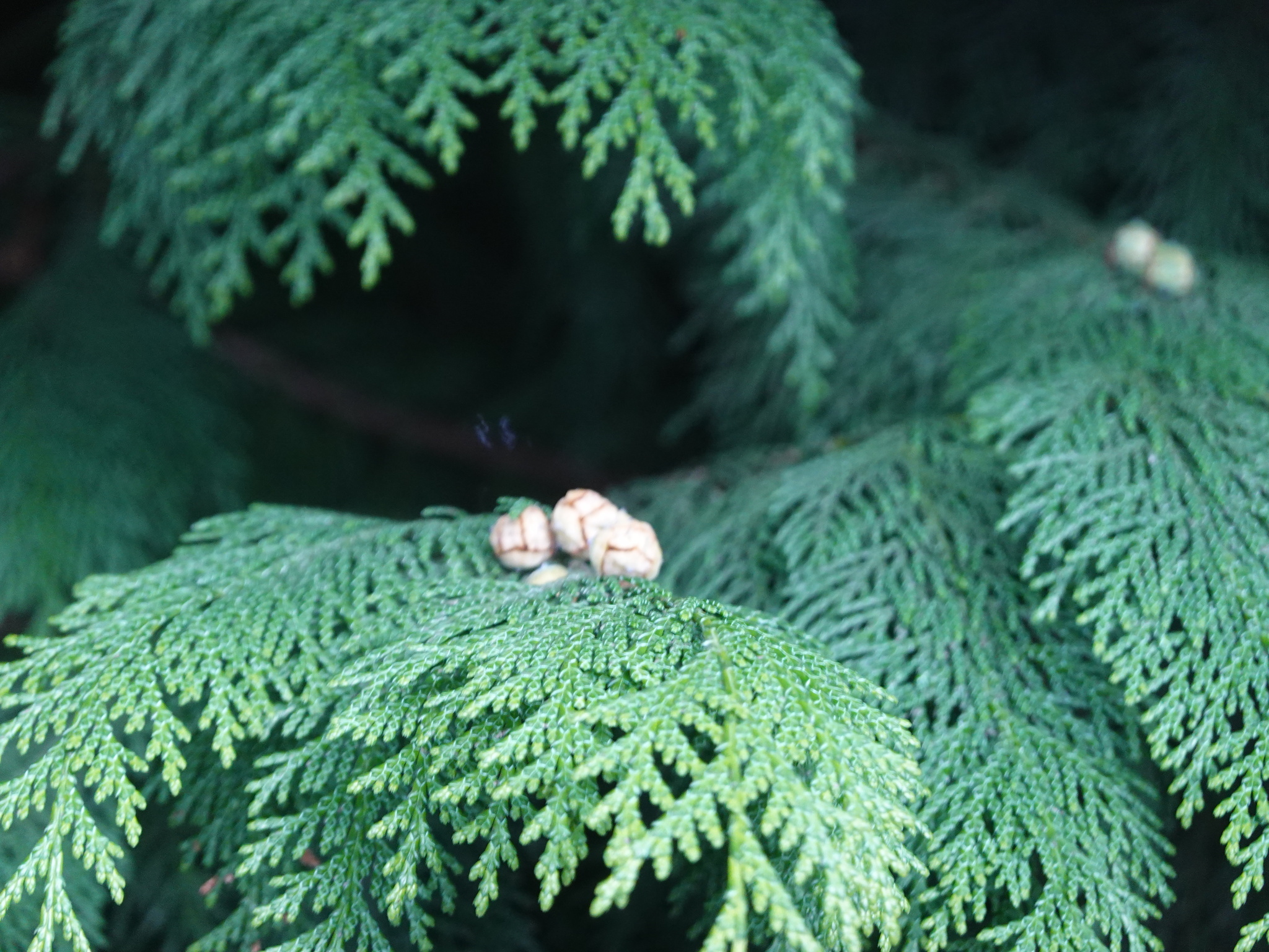 Imagem de Hinoki