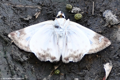 Polyctor cleta