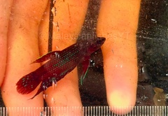 Blood Betta photo 1