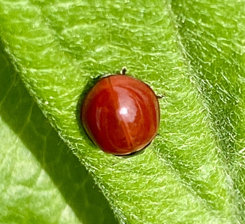 iNaturalist observation photo of Spotless Lady Beetle