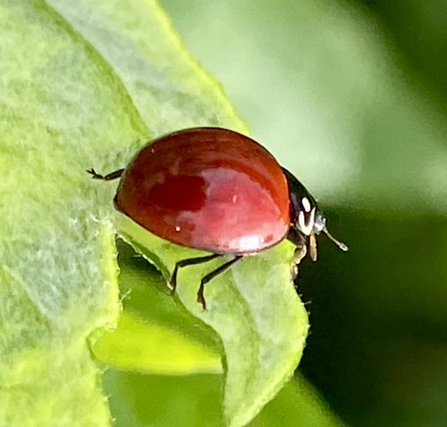 iNaturalist observation photo of Spotless Lady Beetle