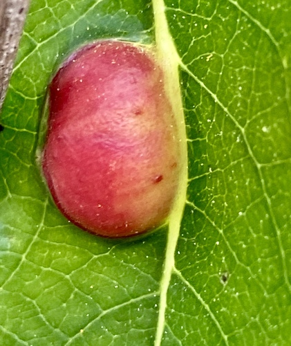 iNaturalist observation photo of Willow Apple Gall Sawfly