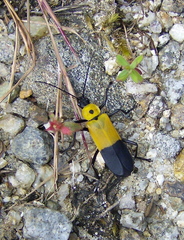 Chauliognathus heros