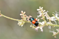 Megalostomis pyropyga