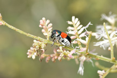 Megalostomis pyropyga