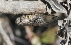 Amphipsalta strepitans