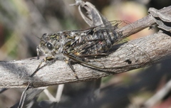 Amphipsalta strepitans