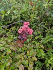 Exobasidium vaccinii-uliginosi