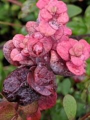 Exobasidium vaccinii-uliginosi