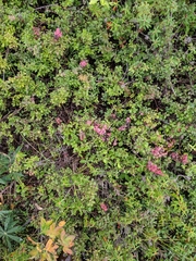 Exobasidium vaccinii-uliginosi