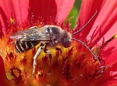 Melissodes denticulatus