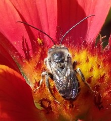 Melissodes denticulatus
