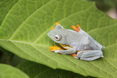 Namdapha Bush Frog photo 2