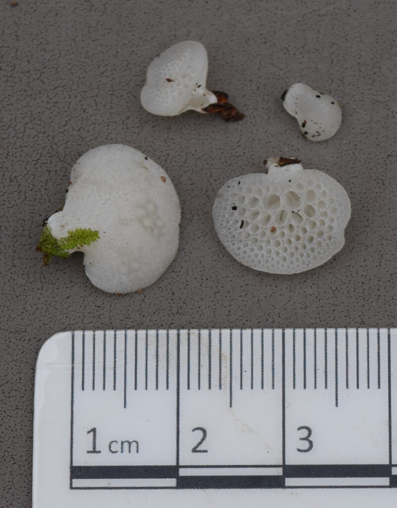 Favolaschia pustulosa · April 2025 · photo: © davidwhyte (iNaturalist, cc-by-sa)