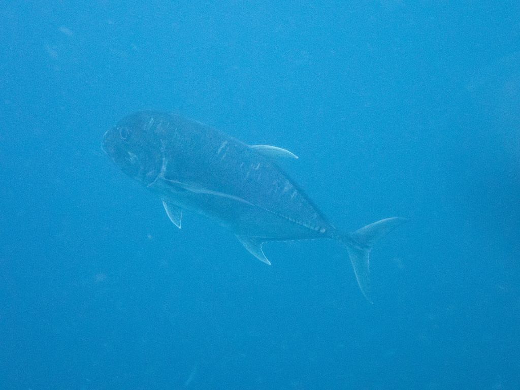 Giant Trevally (Caranx ignobilis) - recorded at Yeben Shallows