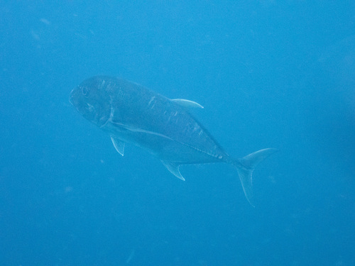 Giant Trevally — seen at this dive site